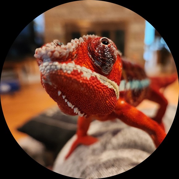 majestrixred
